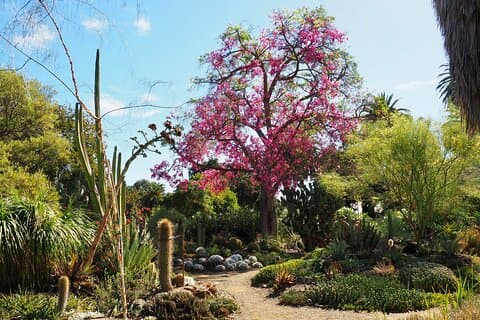 Ruth Bancroft Garden allmän entrébiljett