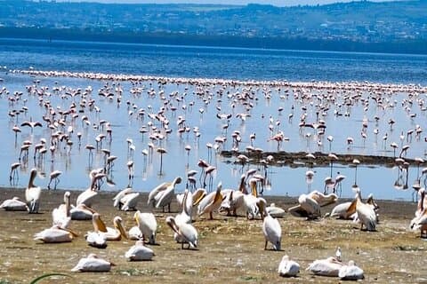 Excursion de 2 jours dans le lac Nakuru, Hell's Gate et le lac Naivasha
