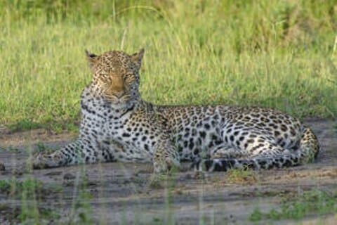 7-Daagse Oeganda Wildlife Safari en Gorilla Trekking