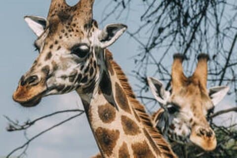 12 días de safari de vacaciones con gorilas y vida silvestre en Uganda
