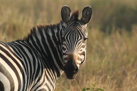 2 Tage Tarangire und Ngorongoro Mittelklasse Gruppensafari