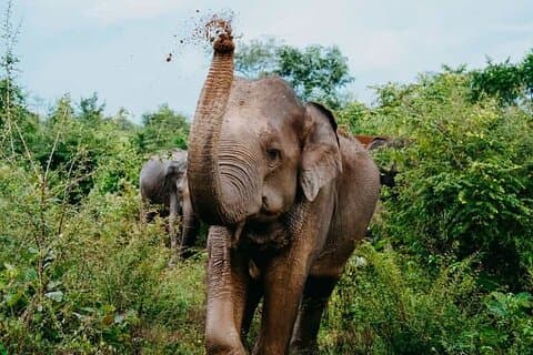 Tour Safari della fauna selvatica da Ella a Yala e drop-off sulla costa meridionale