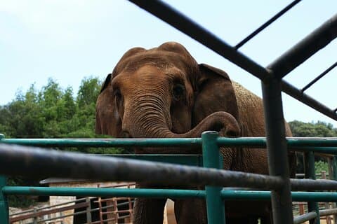 De Delhi: Voyage de 1 jour Mathura avec la conservation des éléphants