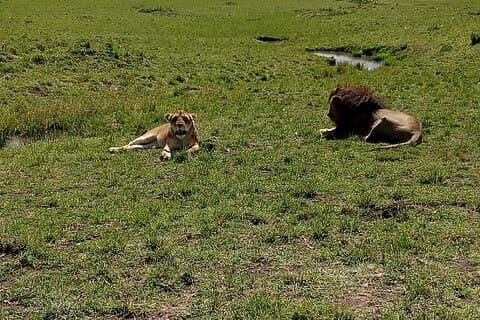 Restauranter i nærheten av Nairobi National Park Morning Game Drive
