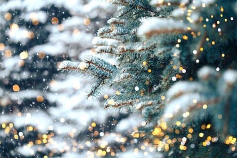 Tour privado con encanto por las luces de Navidad de Nashville