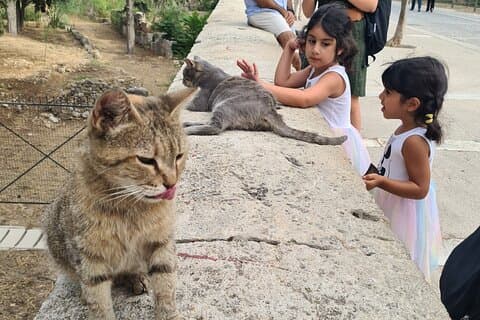 Møt kattene i Akropolis og Thissio Private Tour
