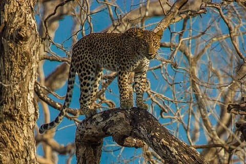 Wilpattu nationalpark privat safari från Dambulla och Sigiriya