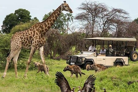 Cidade do Cabo Meio Dia Big Five Safari Tours