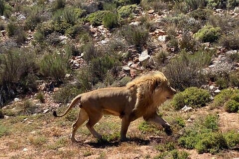 Privé Aquila Game Reserve Big 5 Safari met lunch in Kaapstad