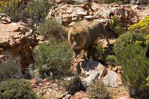 Aquila Big 5 safari helgedagstur med lunsj og overføring