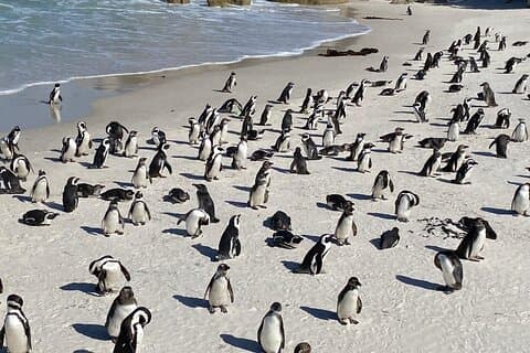 Visite privée du Cap de Bonne Espérance et des Boulders Beach Penguins