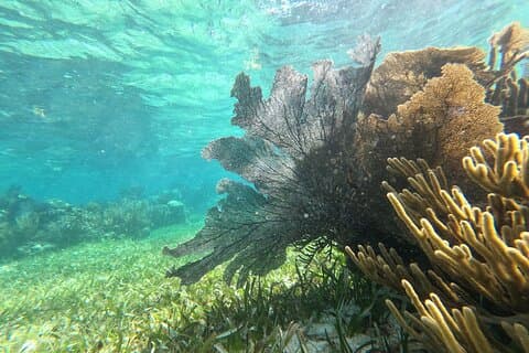2 Island Adventure: Contoy & Mujeres with Snorkeling & open bar