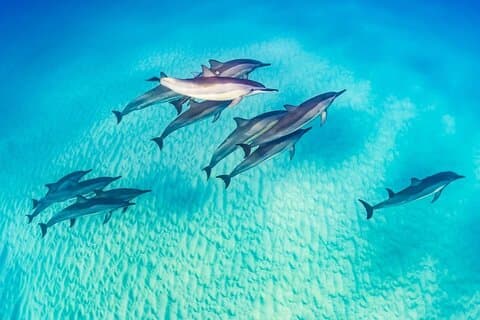 Marsa Alam Observação de golfinhos com snorkeling e almoço