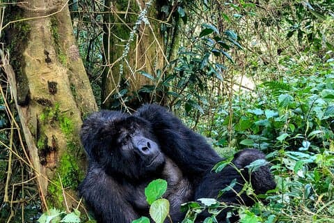 4 dager med Gorilla Habituation