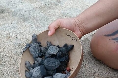 Restauranter i nærheten av Sanctuary Turtles