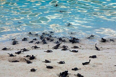 De Sandakan: 2D1N Turtle Island & Sepilok Experiência de vida selvagem