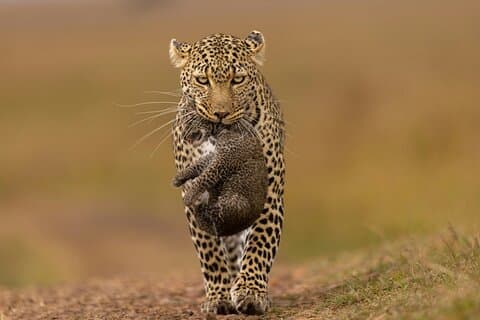 Private Yala Safari Full or Half Day Leopard Tour