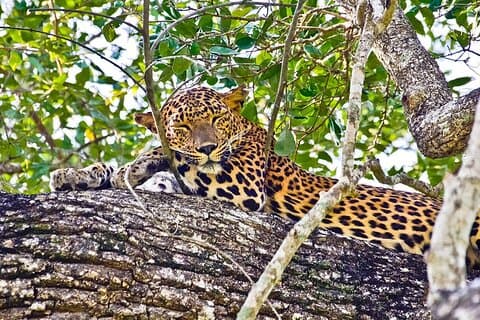 Yala Half Day Safari from Yala