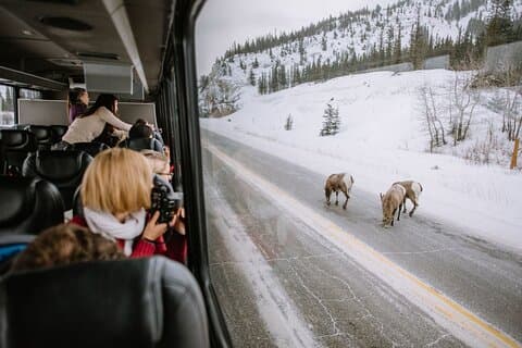 Guida privata del conducente di Banff!
