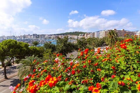 Esplora Palma in 60 minuti con un Local