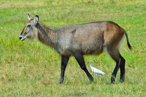 One Day Akegera Big Five and Boat Safari