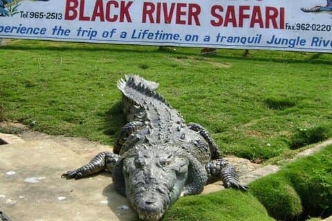 Tour privato del Black River Safari da Montego Bay Resorts