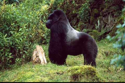 1 Jour Rwanda Ultimate Gorilla Trekking Safari