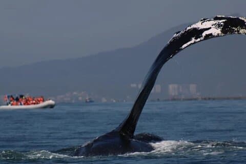 Avistamiento Privado de ballenas en Puerto Vallarta por 3 Horas