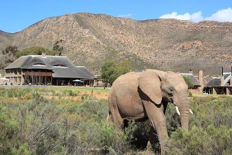 Kaapstad Inverdoorn Overnachtingssafari met retourvervoer