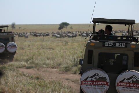 8-tägige Wanderung durch die Serengeti Wildebeests