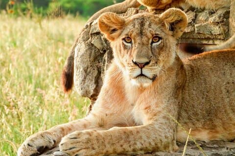 Le groupe du lever du soleil du parc national de Nairobi rejoint Game Drive