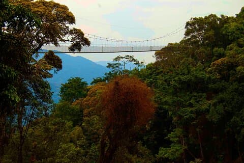 Nyungwe nationalpark: En 3-dagars vildmarksresa