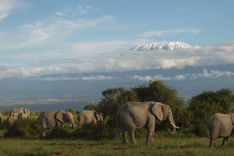 3 dage til Amboseli Nationalpark