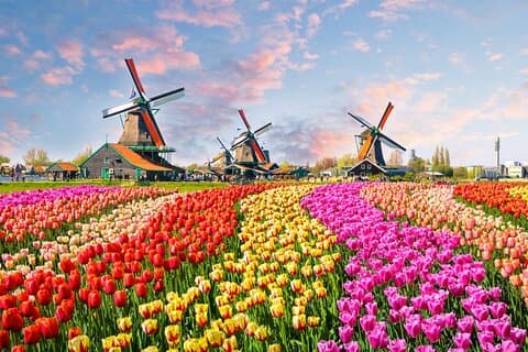 Tulipaner af Holland: Besøg Keukenhof Gardens med privat guide