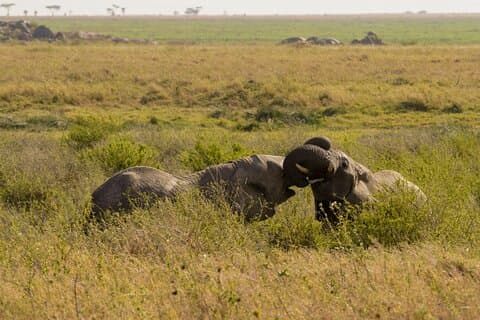 Escursione di 1 giorno Parco nazionale del Tarangire