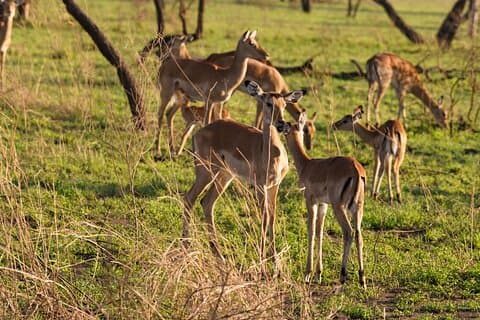 Safari de 3 días en el lago Manyara y Ngorongoro