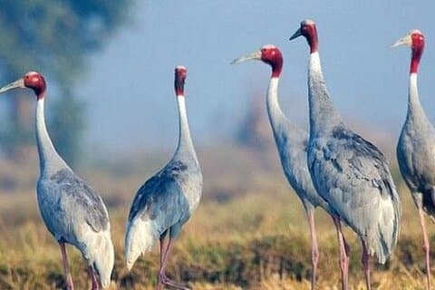 En dagstur til Bharatpur fuglehelligdom fra Agra