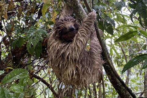 Forêt tropicale de Bijagua Upala, sentiers, paresseux, oiseaux et autres