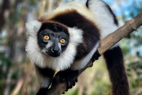 3-Daagse Bezoek aan Andasibe National Park in Madagaskar