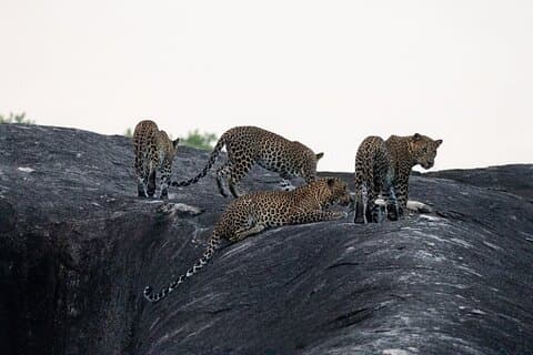 Yala National Park special Half-Day & Full-Day Safari Adventure