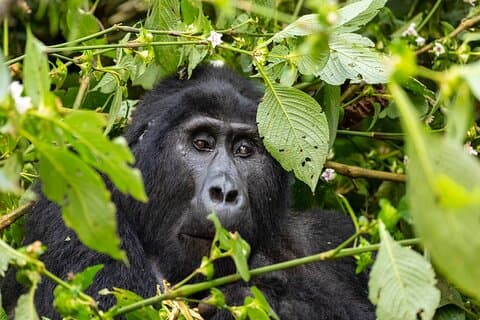 Os 4 melhores dias de Ruanda: Gorilas, Macacos de Ouro e Leões