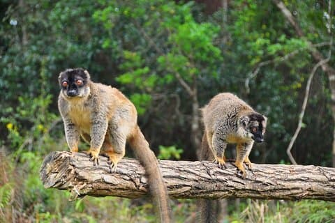 4 - Excursion d'une journée chez les lémuriens Aye-Aye à Andasibe et Palmarium Reserve