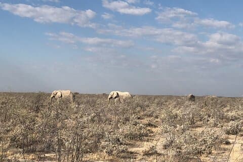 2 dagar Etosha Safari guidad tur