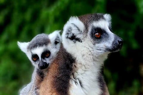 Le Sud de Madagascar pendant 8 jours