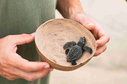Volledige dagtour Turtle Release en bioluminescentie