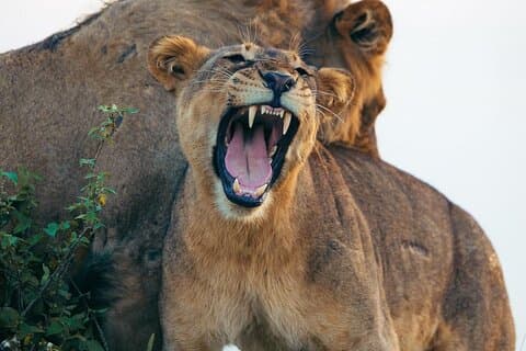 6-Daagse Ultieme Gorilla Trekking en Wildlife Safari