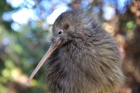 Restauranter i nærheden af Twilight Wild Kiwi Bird Encounter Private Tour