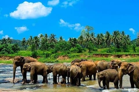 Sri Lanka Experiencia en 13 días Tour privado