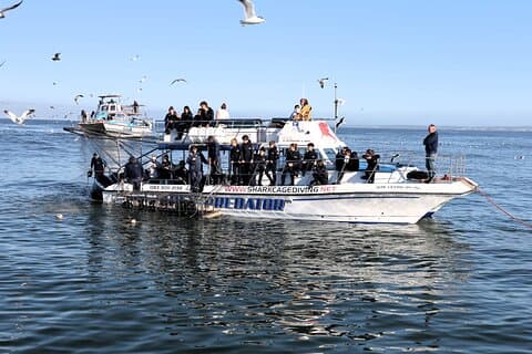 Shark Cage Diving in Gansbaai