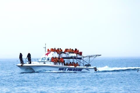 Shark Cage Diving with Return Transport from Hermanus